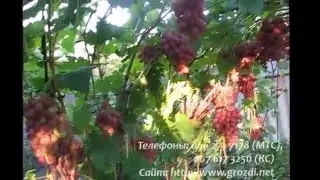 Анюта