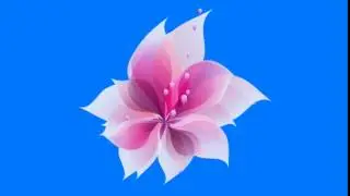 Animated Flower Blooming Green Screen