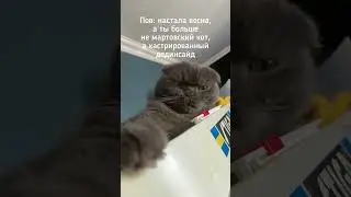 Такой вот ✨вайб✨ 🤥 # кот #котики #котейка #весна #жизнькота #йен #котэ  #котказанский #тренды2024