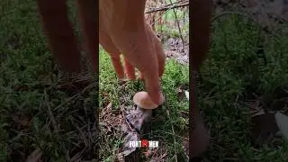 Сбор грибов 2024 #fortmen #грибы