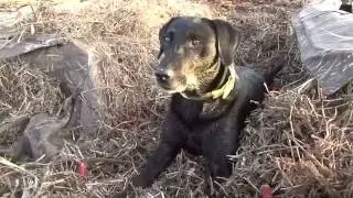 Polowanie na kaczki