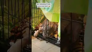 GALIT NA GALIT SA CAGE REST EH KAILANGAN NGA AT KAGAGALING MO LANG SA DISGRASYA 🤣