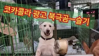 코카콜라 광고의 북극곰 모델. 슬기