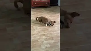 Chó Vàng: Đang yên đang lành tự dưng tết