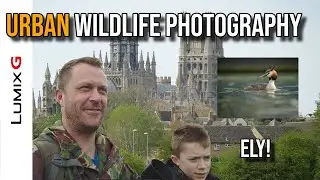 Urban Wildlife Photography in Ely, Cambridgeshire