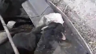 Бараны едят камен!
