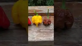 CAROLINA REAPER 2024