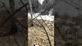 Берёзовый сок