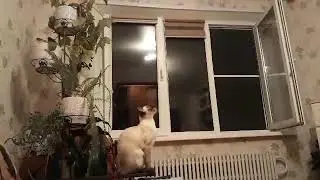 Буся научилась петь! Буся поёт "Ой мама мама мамочка моя"!