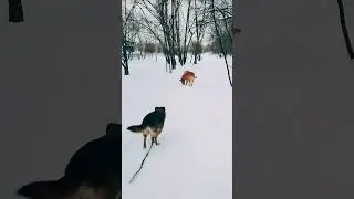 Зима холода 