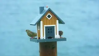 2x European Greenfinch enjoying the seaside bird feeder