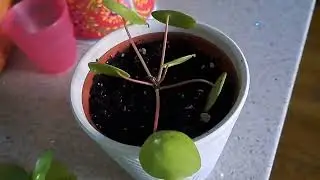 Pilea peperomoides babies