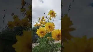 Дача / природа / шашлыки #shorts  #дача #отдых #отдыхнаприроде #шашлык #деревня