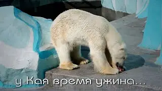 The polar bear Kai staged a performance, swimming with a branch from a tree in the pool.