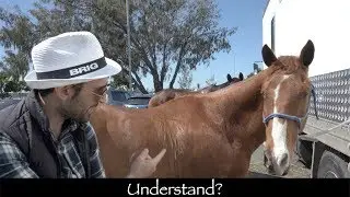 Problems of the Horse Riding | Learn Arabic Sitcom Lesson #3 [English Subtitles]