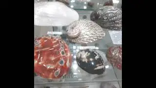 Морское совершенство: раковины с их описанием