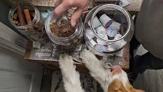 Best Dog Treat Taste Test: My Dog Chooses the Best Treats!