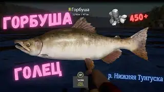 Русская рыбалка 4 (РР4) р. Нижняя Тунгуска ГОРБУША, Голец Tunguska River Pink salmon Char FARM
