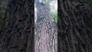 Самое старейшее дерево города Москвы,436 лет