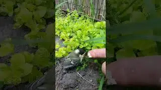 На жаль, вилетівши з гнізда, пташеня не може їсти без допомоги дорослих птахів. #синичка
