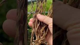 Harvesting and sun drying long beans 收获晒干长豇豆