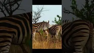 Zebra's Playing!  Kruger National Park, South Africa #safari #africa #nature #shorts