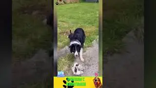 приколы с животными, нарезка , веселые коты и собаки  , кошки  