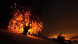 Dream