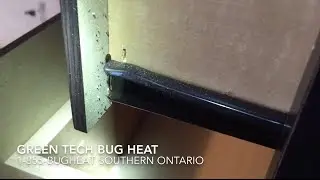 Bed Bug Exterminator Toronto On-Site Video Series Episode 1