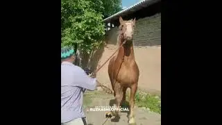 Бузкаши аспи Бузи 2022 