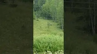 Осторожно Медведь 🐻 