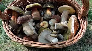 ГРИБНИК НАШЁЛ РАЗНООБРАЗИЕ ГРИБОВ ! РЫЖИКИ ДУБОВЫЕ И БЕЛЫЕ ГРИБЫ ! Грибы 2024 !