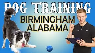 Dog Training in Birmingham, Alabama