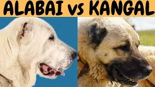 ALABAI vs KANGAL dogs!  What are the similarities and the differences?