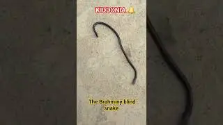 The Brahminy blind snake 