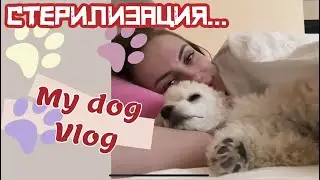 Стерилизация Той Пуделя. Как мы это пережили...День операции...#toypoodle #тойпудель