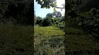 Рано утром в саду. Самое начало лета.