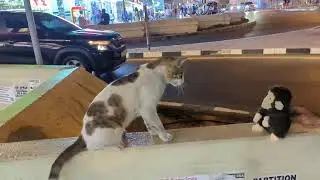 Cat vs Monkey