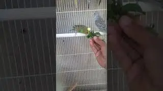 تأكيل طيور البادجي باليد