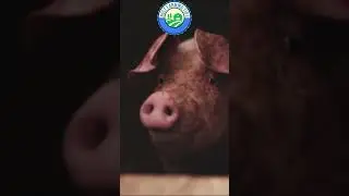 Farming Facts - Pigs have a remarkable sense of smell #farming #pig #shorts