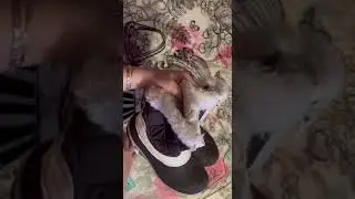Сапоги демисизонные