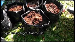 Laporan hasil pengamatan tanaman toga. Mapel IPA