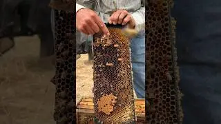 Removing Queen Bee Cells! 👑🐝 #shorts