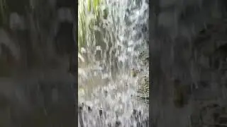 It’s not just at Disney… #junglecruise #waterfall #dadjokes