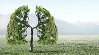 Why would there be no life on Earth without plants?