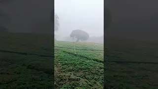 Fresh mist glance enjoy nature #clean