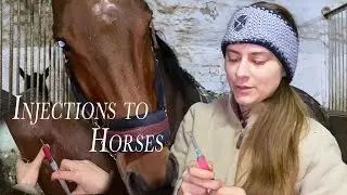 How to Give a Horse an Injection | LanaZavada