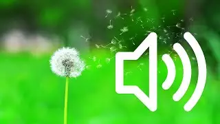 Wind Sound Effects [Copyright Free] | Multiple Forest Wind Sounds!