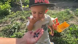 Навіть стільки кущів виявилося мало