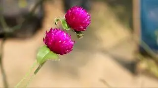 Canon EOS 200D Mark II video test | Flowers video